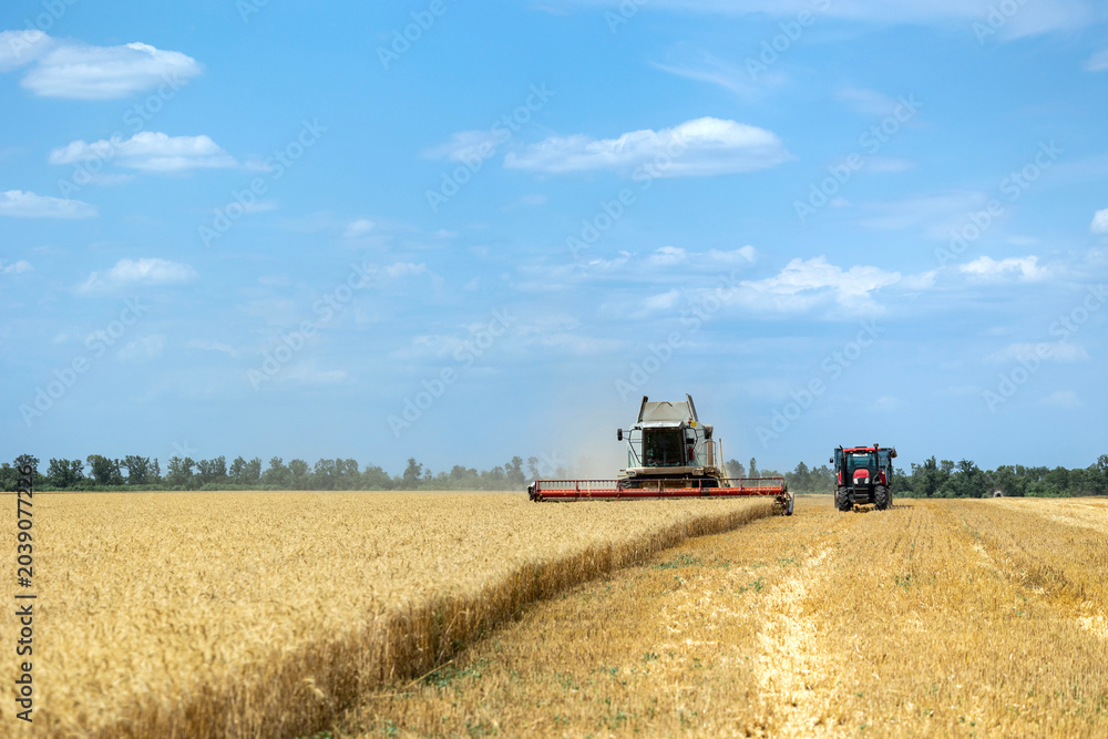 Fototapeta premium Combine harvester and tractor work in a dry yellow wheat field during the summer harvest under a blue sky with clouds while cutting and gathering ripe grain crops in an agricultural area