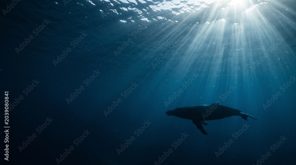 Obraz premium Silhouette of a humpback whale swimming in deep blue ocean water with sun rays shining through the surface