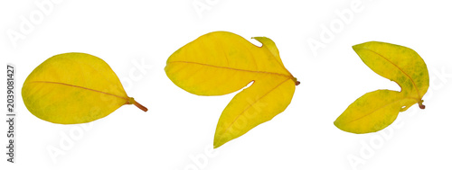 Foto Set of yellow passiflora leaves isolated on white or transparent background