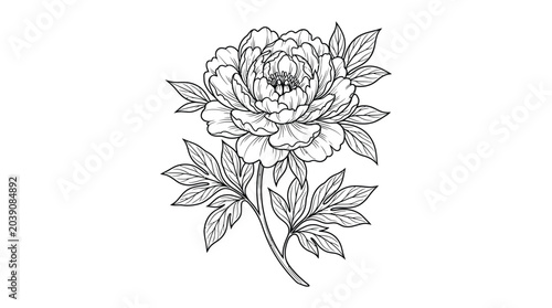 Peony flower line art illustration on a white background