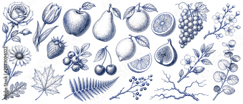 Vintage botanical illustration of fruits, flowers, and leaves in detailed sketch style