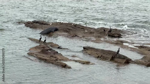Seal Hops Onto Rock in Ocean Bay Wide View with Birds Around. Animals in the Wild Nature Natural Habitat.