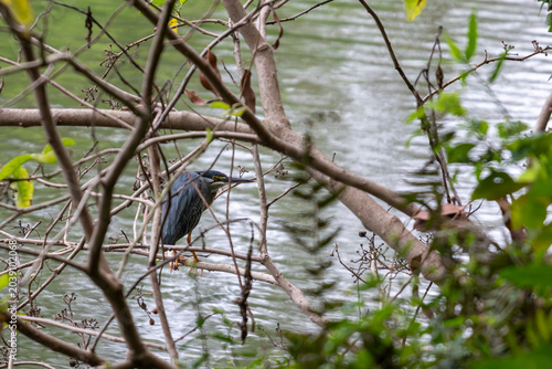 Fotografie Striated heron Butorides striata camouflaged on branches by pond shore