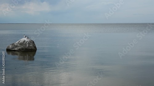 Two Franklin Gull Terns sitting on a rock in a large calm lake with clouds reflecting in the water
