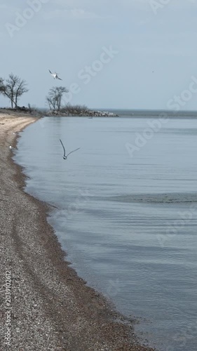 Frankling Gulls terns diving into the calm water along the beach on a large lake

