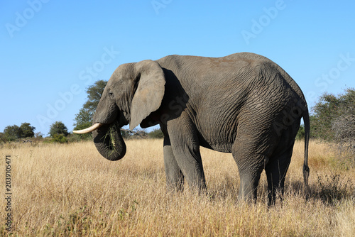 Photography Afrikanischer Elefant / African elephant / Loxodonta africana
