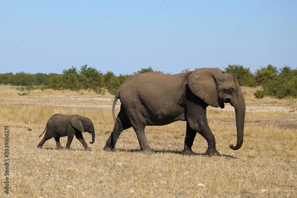 Fototapeta premium Afrikanischer Elefant / African elephant / Loxodonta africana
