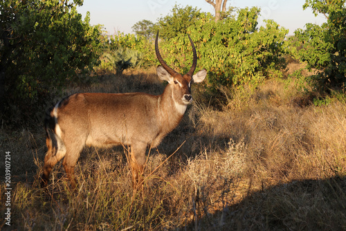 Canvastavla Wasserbock / Waterbuck / Kobus ellipsiprymnus