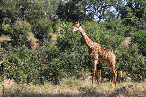 Εκτύπωση καμβά Giraffe / Giraffe / Giraffa camelopardalis