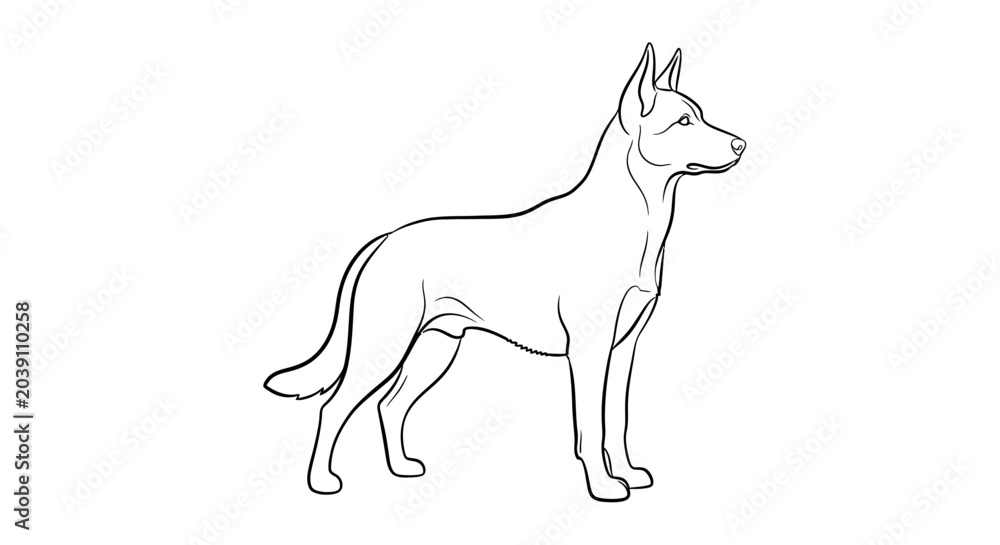 Fototapeta premium German Shepherd Dog Standing Profile.