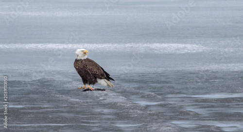 A majestic bald eagle feeds on a fish on a frozen lake on a winter day