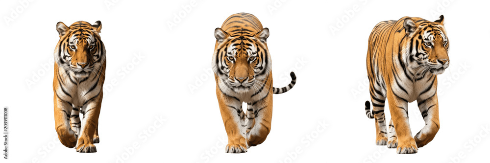 Fototapeta premium Majestic Tigers Walking Set Isolated on White Background, Fierce Wild Cat Predator Collection, Realistic Orange Striped Animal Poses for Wildlife Design, Professional High-Quality Transparent PNG Clip