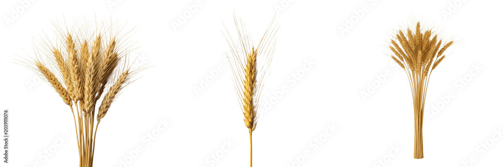 Fototapeta premium Golden Wheat Stalks Set Isolated on White Background, Ripe Cereal Grain Ears for Agriculture Harvest Design, Organic Farm Crop Elements, Detailed Natural Grains Clipart, Professional High-Quality Tran