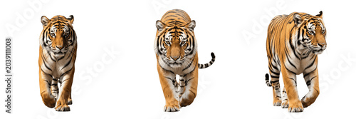 Photography Majestic Tigers Walking Set Isolated on White Background, Fierce Wild Cat Predat