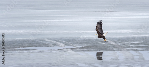A bald eagle flies across a frozen lake and its reflection show in a pool of melted water