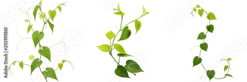 Bild auf Leinwand Green Ivy Vines PNG Set: Fresh Climbing Plant Tendrils with Heart-Shaped Leaves