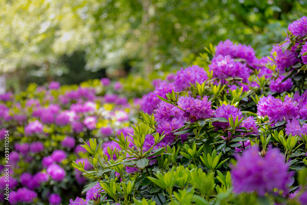 Obraz premium Selective focus of purple violet flower in the garden, President Roosevelt is a popular cultivar of Rhododendron, A large genus of species of woody plants in the heath family, Nature floral background