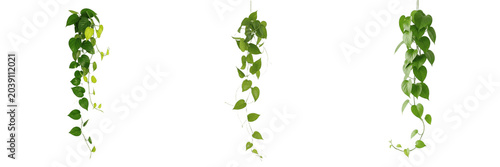 Hanging Pothos Plant PNG Set: Lush Green Trailing Vines with Heart-Shaped Leaves. High-Quality Isolated Botanical Elements for Interior Design, Home Decor, Architectural Mockups, and Natural Eco-Frien