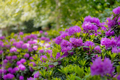 Foto Selective focus of purple violet flower in the garden, President Roosevelt is a