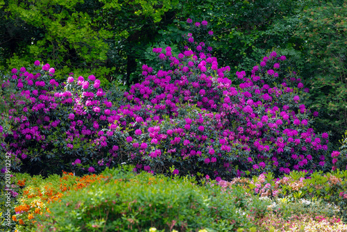 Bild auf Leinwand Selective focus of purple violet flower in the garden, President Roosevelt is a