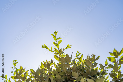An oak is a hardwood tree or shrub in the genus Quercus of the beech family. Las Vegas Boulevard,  Clark County, Nevada. Basin and Range Province, Mojave Desert.  near Encore /  Wynn Las Vegas
