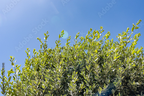 An oak is a hardwood tree or shrub in the genus Quercus of the beech family. Las Vegas Boulevard,  Clark County, Nevada. Basin and Range Province, Mojave Desert.  near Encore /  Wynn Las Vegas
