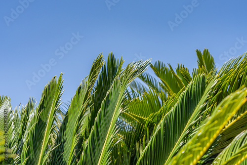 Photos Cycas revoluta (Sotets, sago cycad, sago palm, king sago, Japanese sago palm) is a species of gymnosperm in the family Cycadaceae
