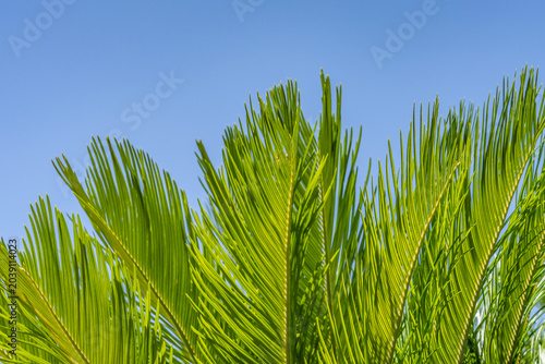 Konstfotografi Cycas revoluta (Sotets, sago cycad, sago palm, king sago, Japanese sago palm) is a species of gymnosperm in the family Cycadaceae