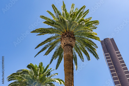 Phoenix canariensis, the Canary Island date palm, is a species of flowering plant in the palm family Arecaceae.  Las Vegas Boulevard,  Clark County, Nevada. Basin and Range Province, Mojave Desert.  n