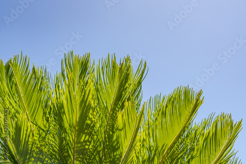 Foto Cycas revoluta (Sotets, sago cycad, sago palm, king sago, Japanese sago palm) is a species of gymnosperm in the family Cycadaceae