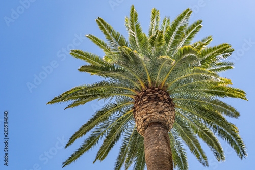 Phoenix canariensis, the Canary Island date palm, is a species of flowering plant in the palm family Arecaceae.  Las Vegas Boulevard,  Clark County, Nevada. Basin and Range Province, Mojave Desert.  n