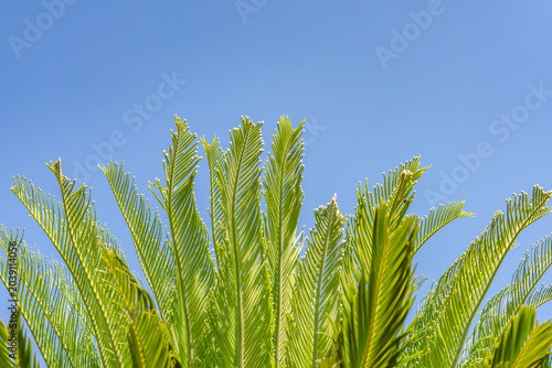 Foto Cycas revoluta (Sotets, sago cycad, sago palm, king sago, Japanese sago palm) is a species of gymnosperm in the family Cycadaceae