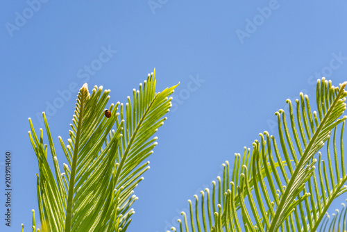 Fotografie Cycas revoluta (Sotets, sago cycad, sago palm, king sago, Japanese sago palm) is a species of gymnosperm in the family Cycadaceae