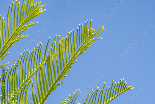 Fotografía Cycas revoluta (Sotets, sago cycad, sago palm, king sago, Japanese sago palm) is a species of gymnosperm in the family Cycadaceae