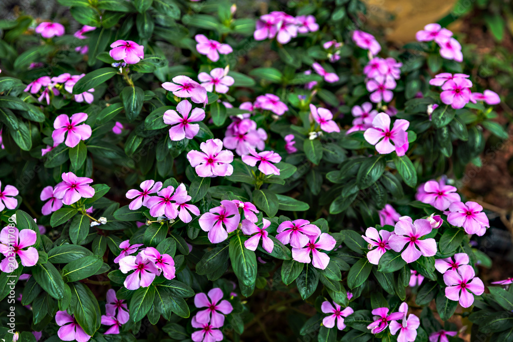 Fototapeta premium A dense carpet of blooming pink periwinkle flowers with bright magenta centers covers the ground amidst rich green oval foliage.