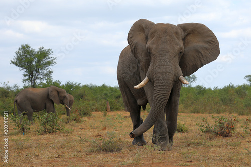 Canvas Print Afrikanischer Elefant / African elephant / Loxodonta africana