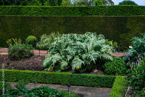 Φωτογραφία A large cardoon plant with dramatic silvery green jagged leaves grows in a meticulously manicured formal garden bed bordered by low boxwood hedges