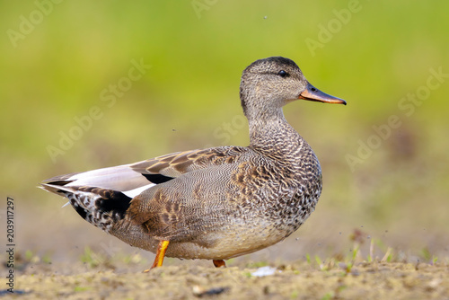 Photos Foraging gadwall, Mareca strepera, duck, portrait