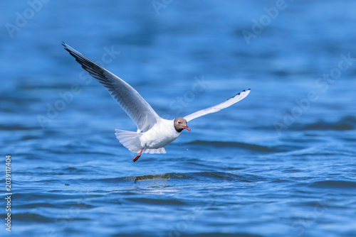 Black-headed gull, Chroicocephalus ridibundus, flying hunting