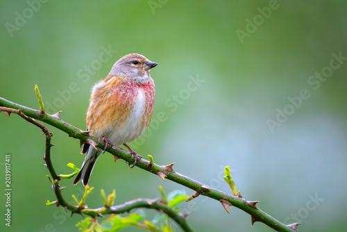 Photos Linnet male bird, Carduelis cannabina singing red breast