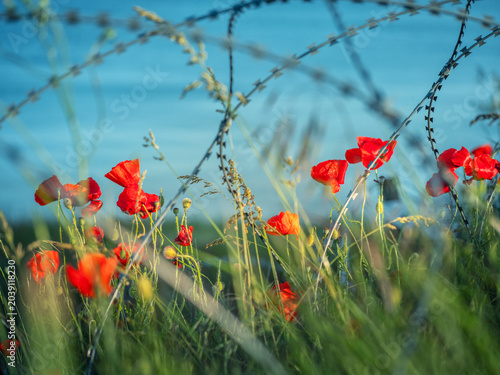 red poppies behind fence from barbed wire in Ukraine