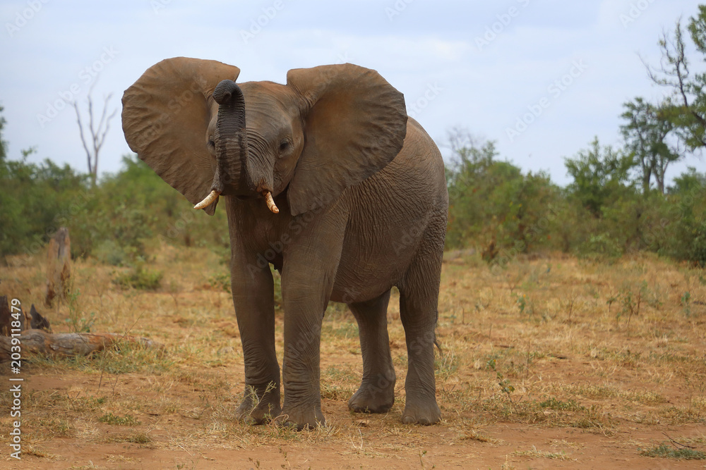 Fototapeta premium Afrikanischer Elefant / African elephant / Loxodonta africana