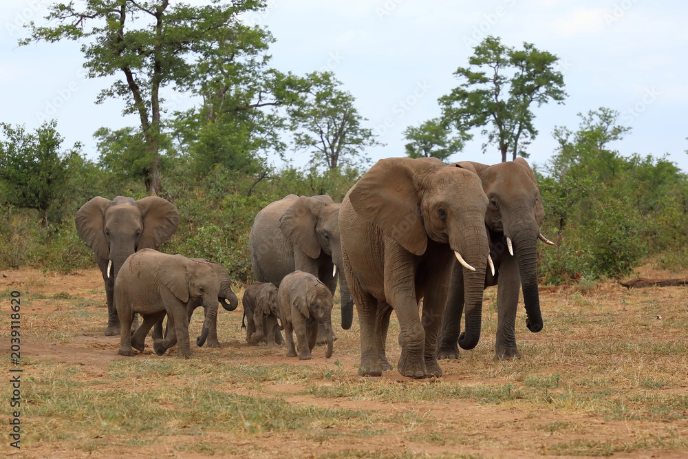 Fototapeta premium Afrikanischer Elefant / African elephant / Loxodonta africana
