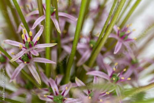 Foto Close up of  Allium Schubertii Tiny Flowers on Large Spherical Umbel Flower