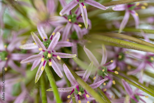 Bild auf Leinwand Close up of  Allium Schubertii Tiny Flowers on Large Spherical Umbel Flower