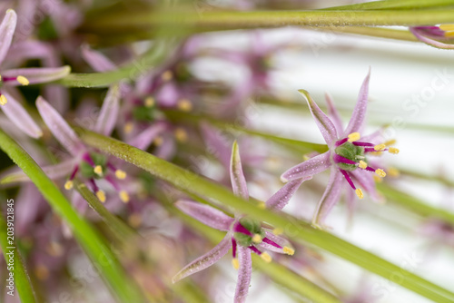 Fotografía Close up of  Allium Schubertii Tiny Flowers on Large Spherical Umbel Flower