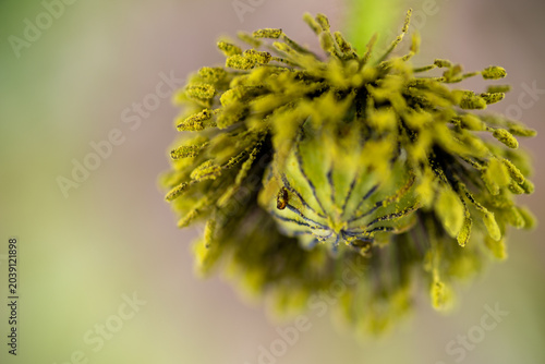 Foto Close up of  Allium Schubertii Tiny Flowers on Large Spherical Umbel Flower