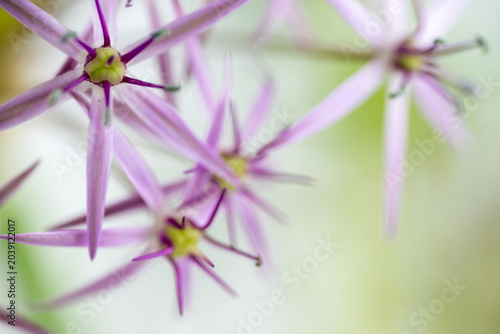 Foto Close up of  Allium Schubertii Tiny Flowers on Large Spherical Umbel Flower
