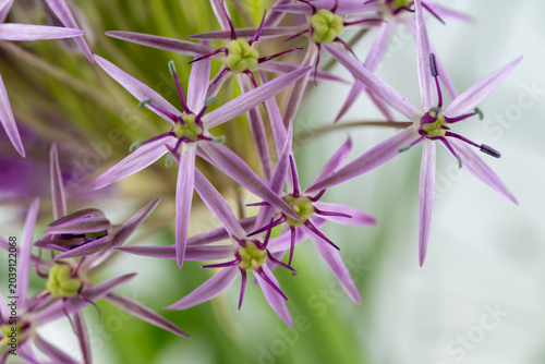 Obraz na płótnie Close up of  Allium Schubertii Tiny Flowers on Large Spherical Umbel Flower