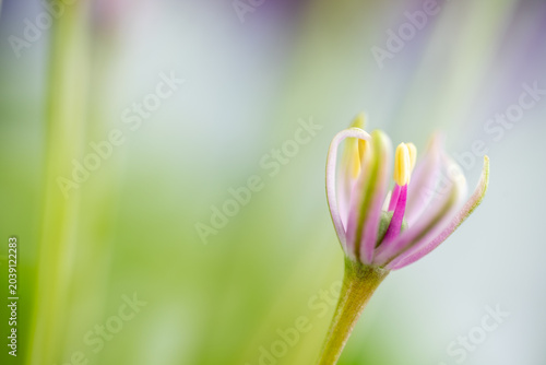Fotografía Close up of  Allium Schubertii Tiny Flowers on Large Spherical Umbel Flower